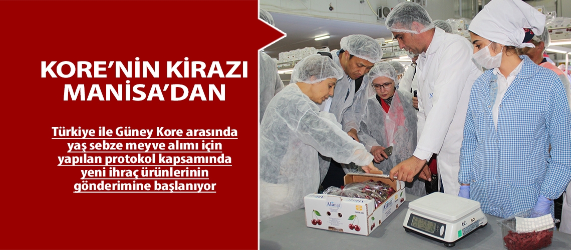 Kore’nin kirazı Manisa’dan