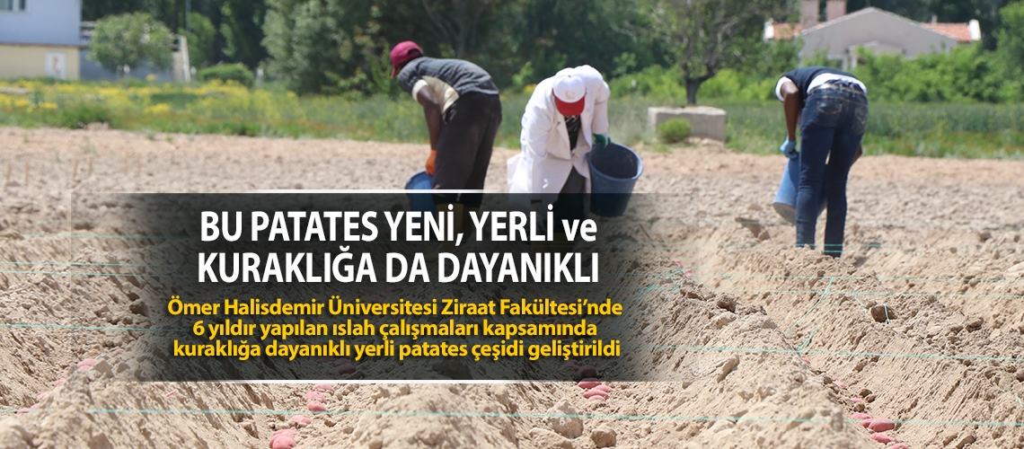 Bu patates yeni, yerli ve kuraklığa da dayanıklı