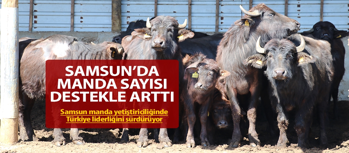 Samsun’da manda sayısı destekle arttı