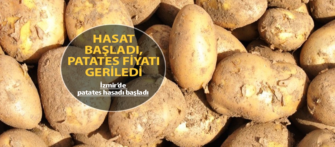 Hasat başladı, patates fiyatı geriledi