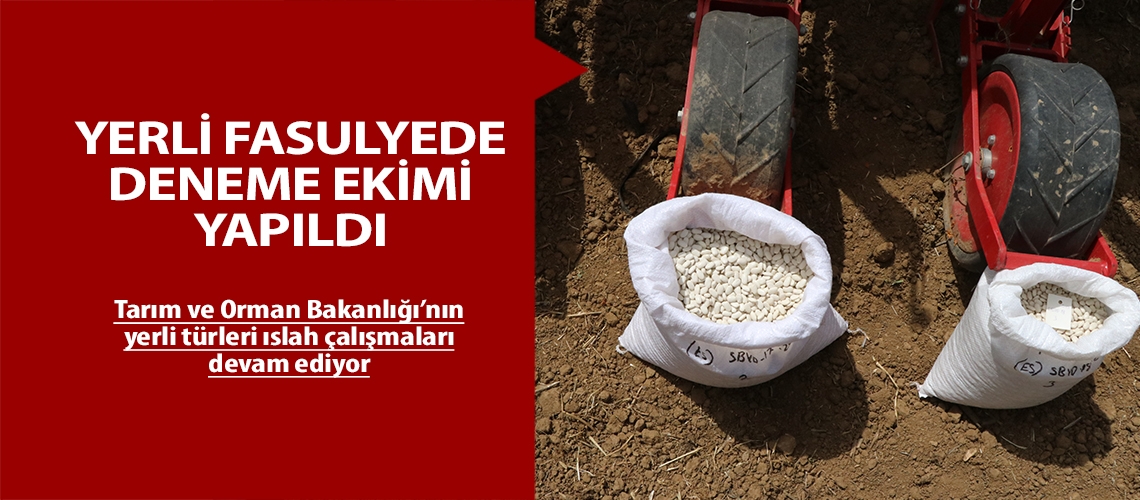 Yerli fasulyede deneme ekimi yapıldı