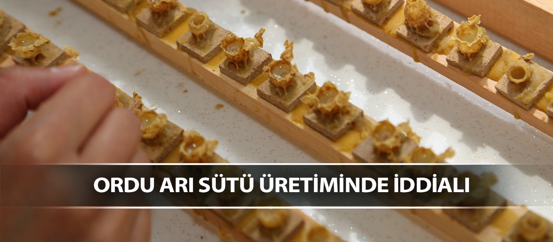 Ordu arı sütü üretiminde iddialı