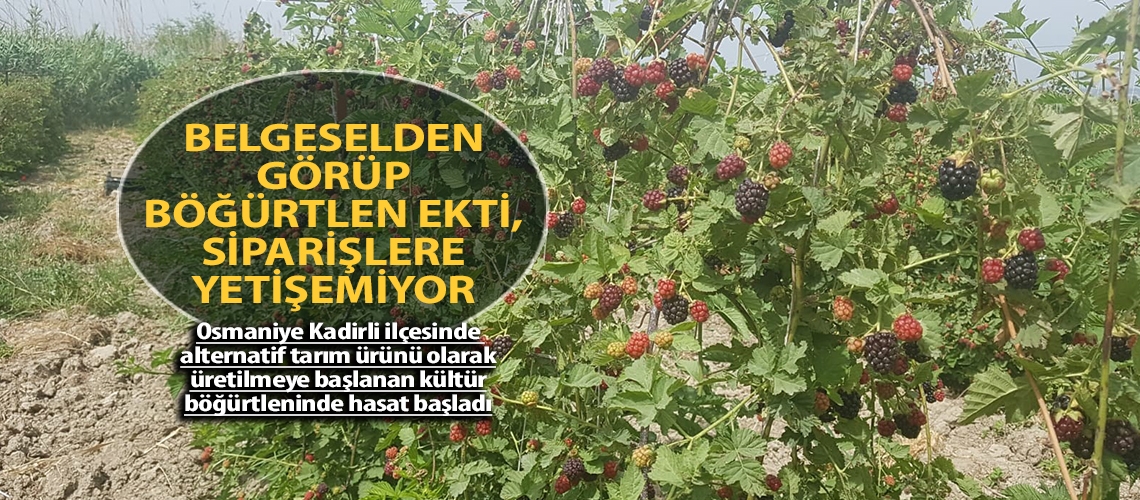 Belgeselden görüp böğürtlen ekti, siparişlere yetişemiyor