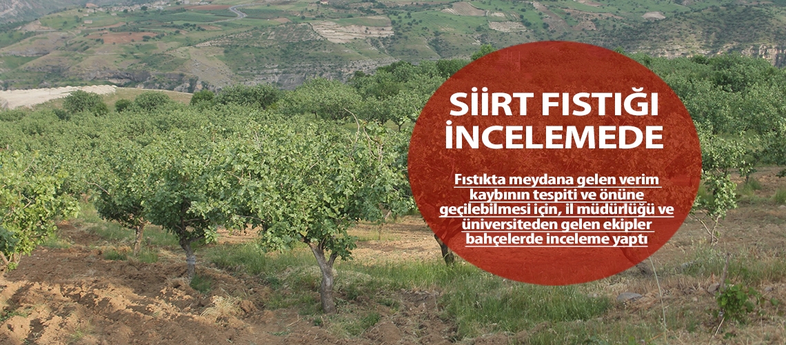 Siirt fıstığı incelemede