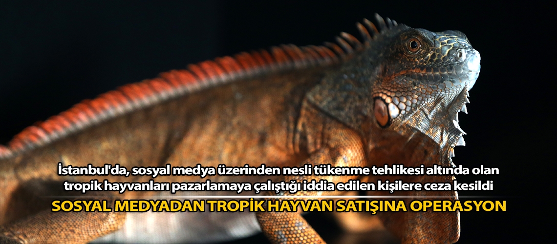Sosyal medyadan tropik hayvan satışına operasyon
