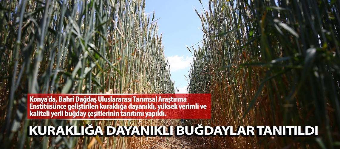 Kuraklığa dayanıklı buğdaylar tanıtıldı