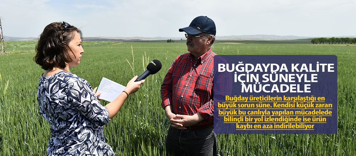 Buğdayda kalite için süneyle mücadele