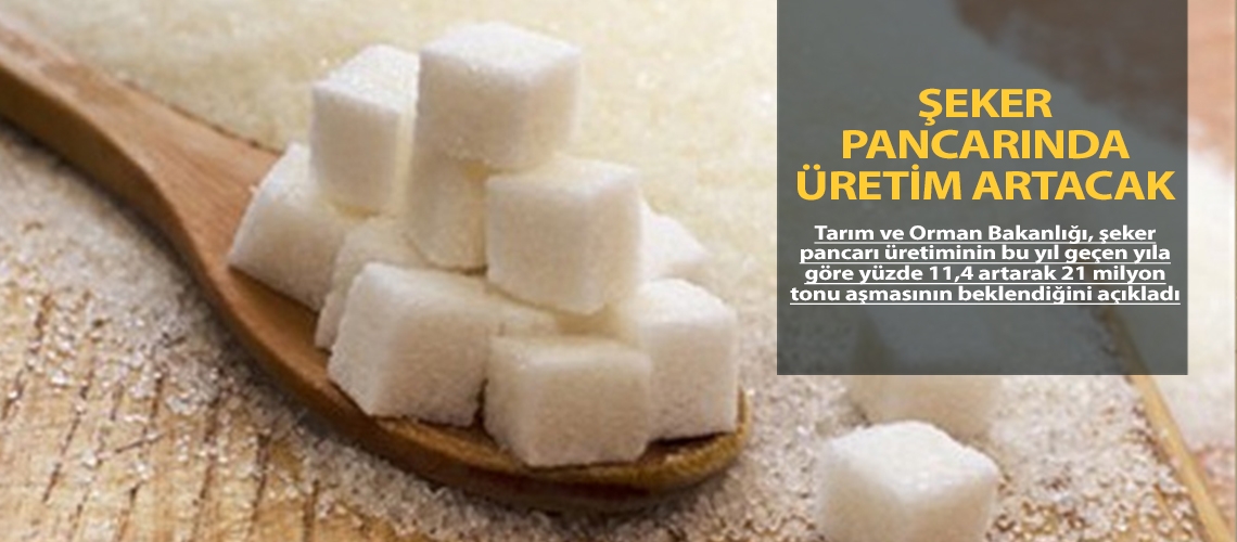Şeker pancarında üretim artacak
