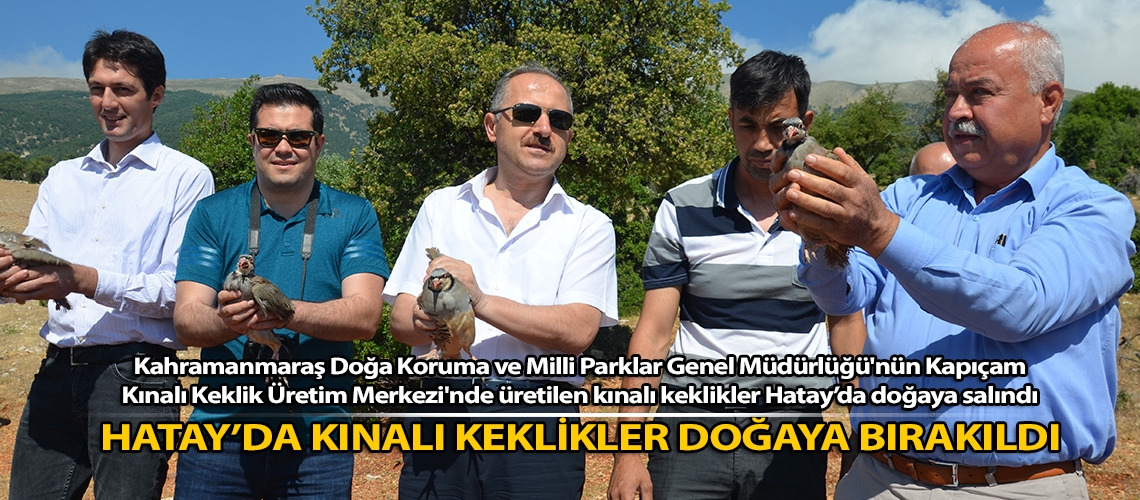 Hatay’da kınalı keklikler doğaya bırakıldı