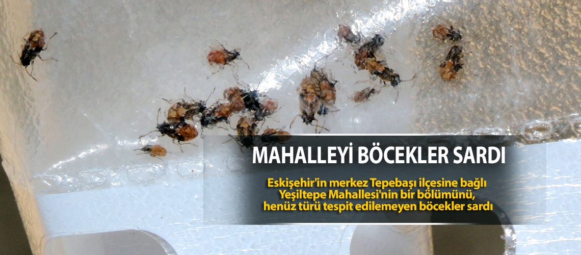 Mahalleyi böcekler sardı