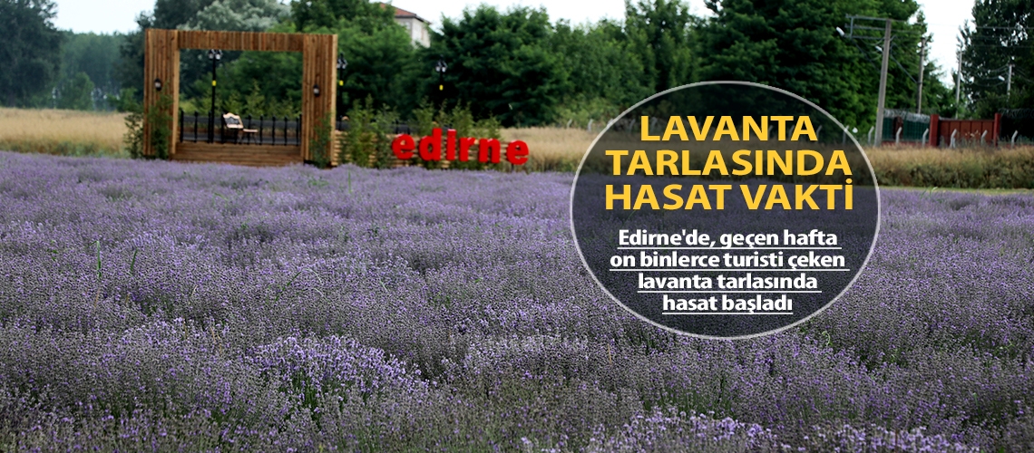 Lavanta tarlasında hasat vakti