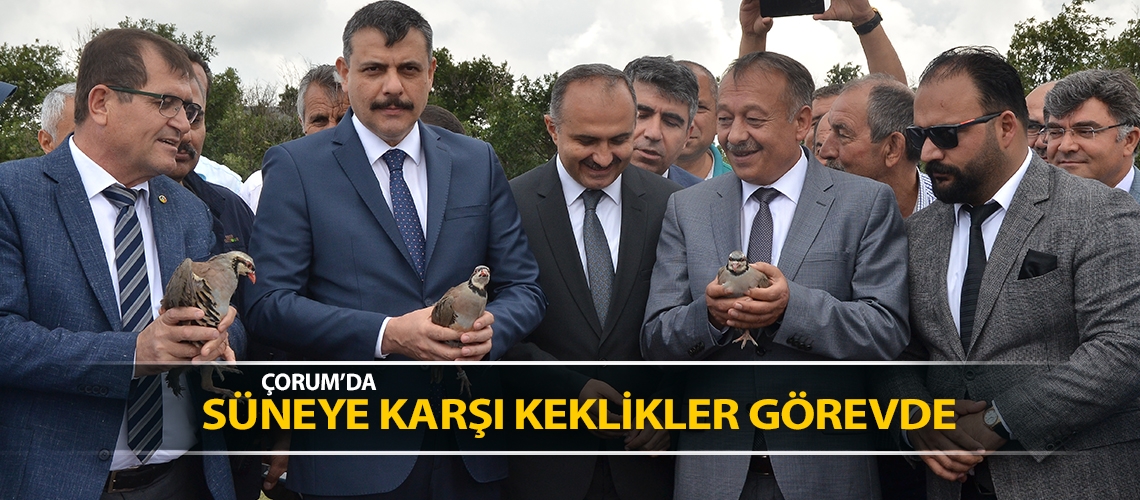 Süneye karşı keklikler görevde