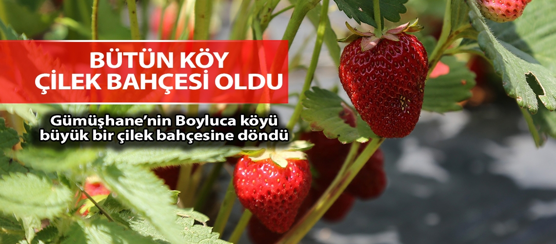 Bütün köy çilek bahçesi oldu
