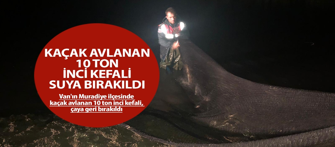 Kaçak avlanan 10 ton inci kefali suya bırakıldı