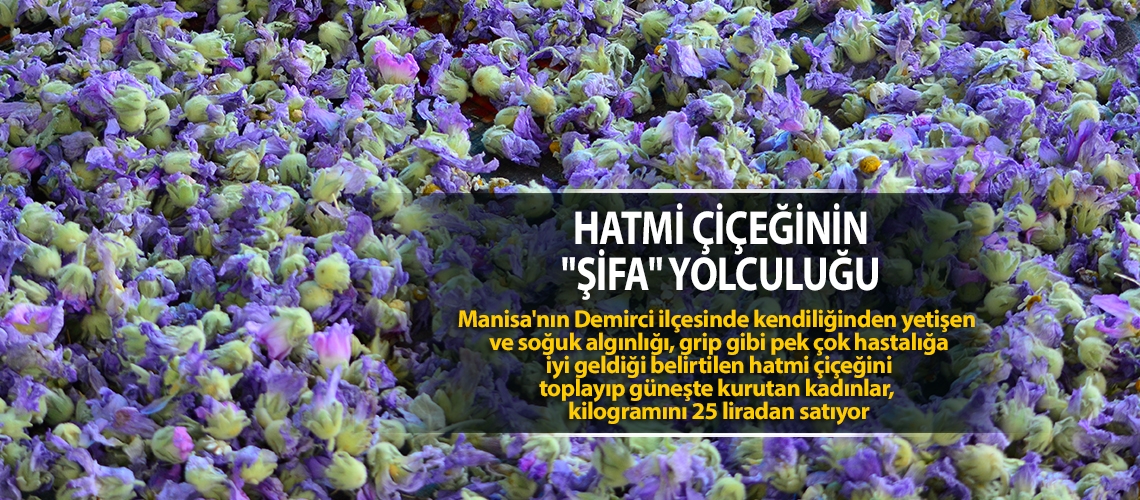Hatmi çiçeğinin 
