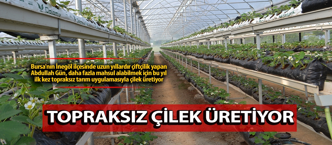 Topraksız çilek üretiyor