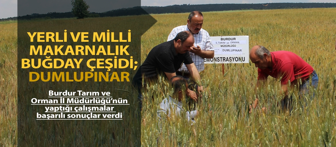 Yerli Ve Milli Makarnalık Buğday Çeşidi;Dumlupınar