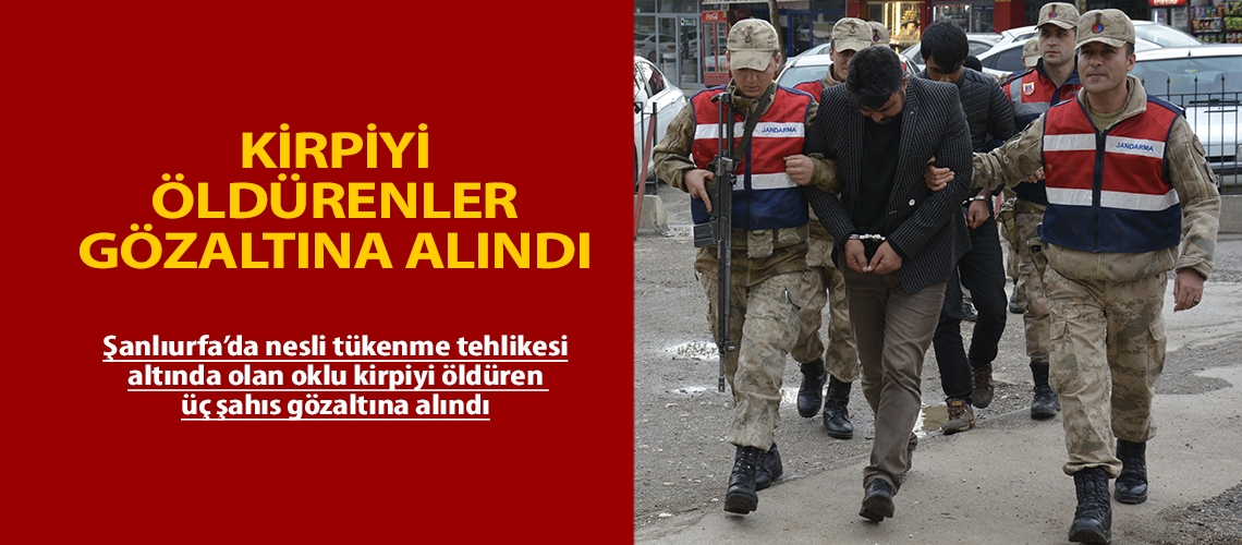 Kirpiyi öldürenler gözaltına alındı