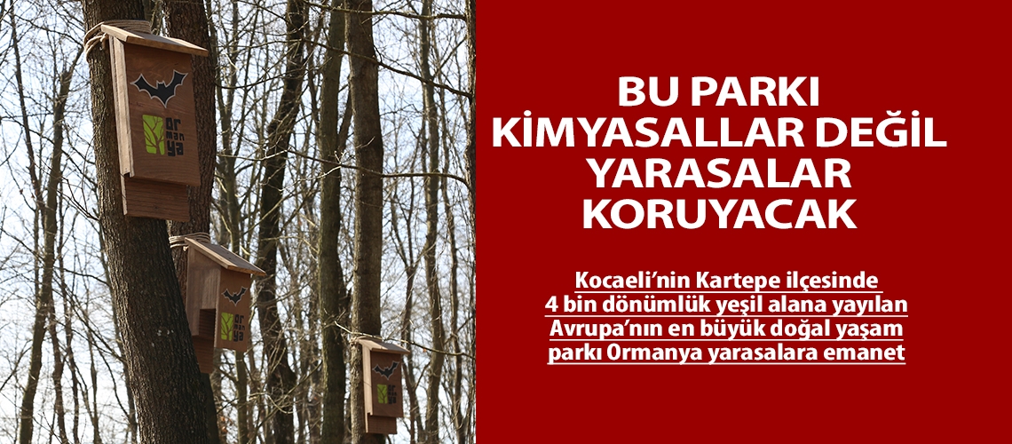 Bu parkı kimyasallar değil yarasalar koruyacak
