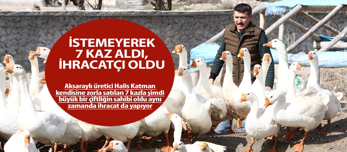 İstemeyerek 7 kaz aldı, ihracatçı oldu…