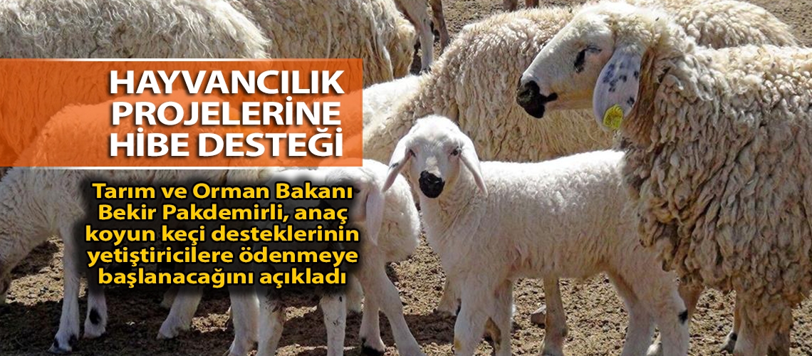 Hayvancılık projelerine hibe desteği