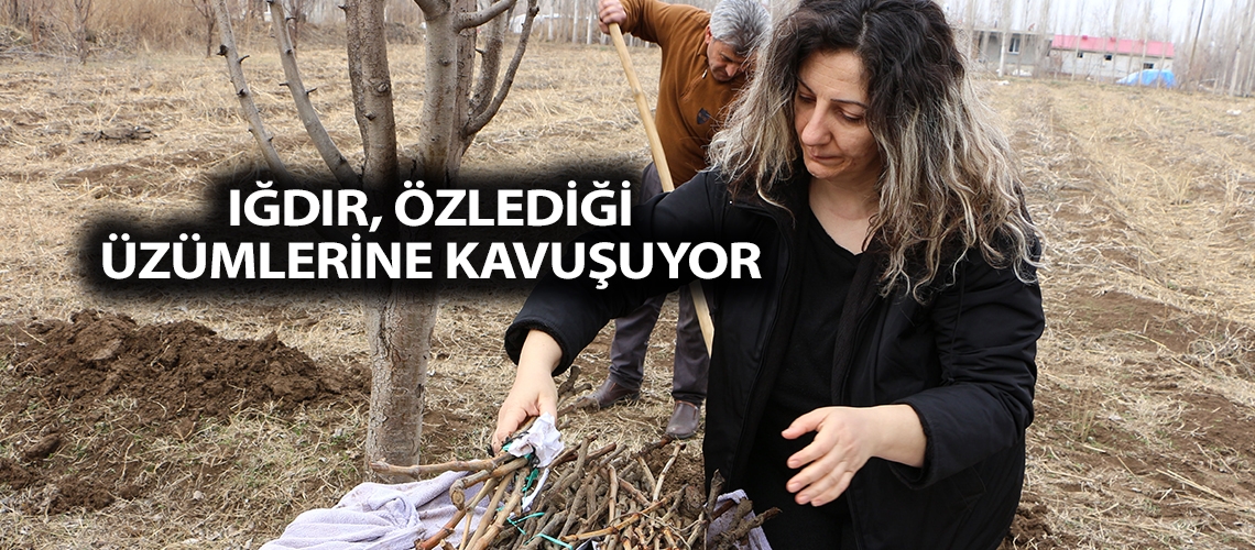 Iğdır özlediği üzümlerine kavuşuyor