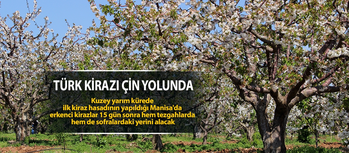 Türk kirazı Çin yolunda