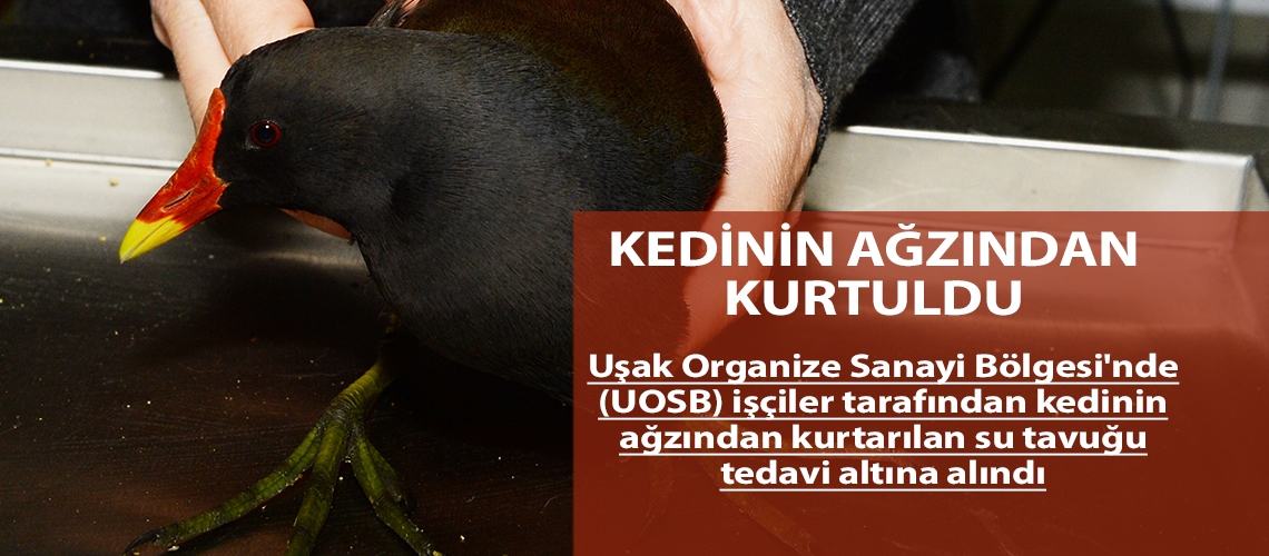 Kedinin ağzından kurtuldu