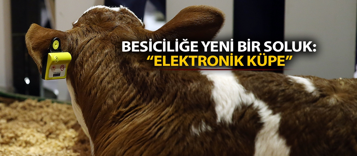 Besiciliğe yeni bir soluk: 