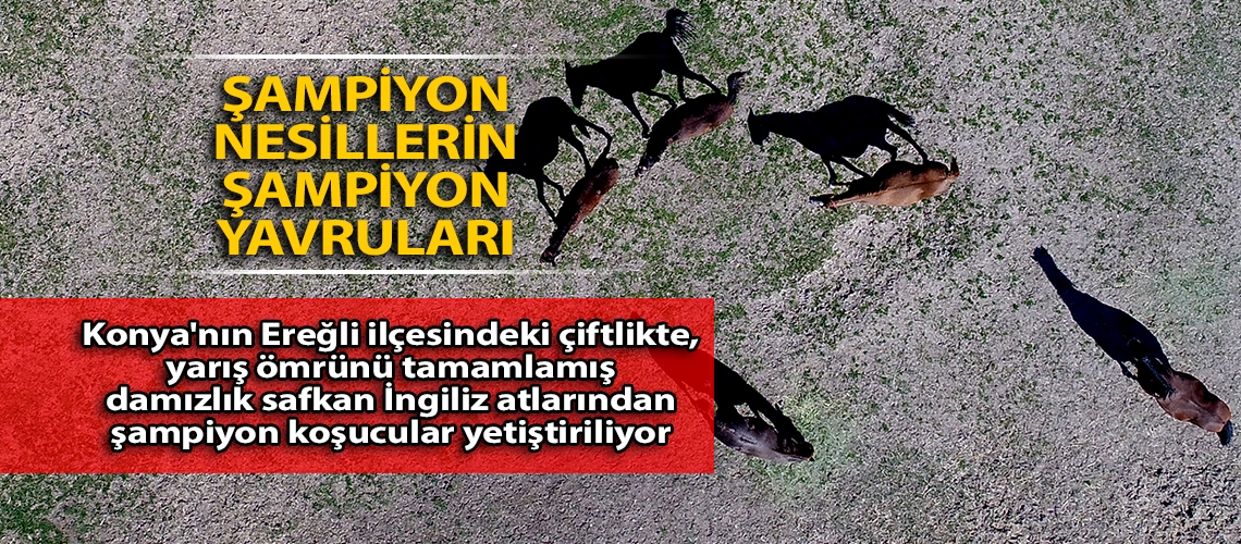 Şampiyon nesillerin şampiyon yavruları
