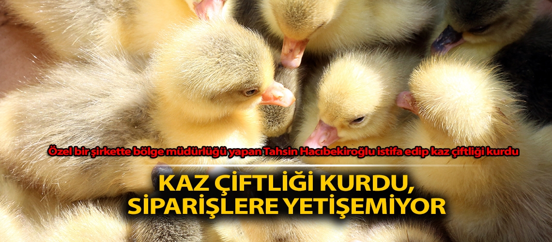 Kaz çiftliği kurdu, siparişlere yetişemiyor