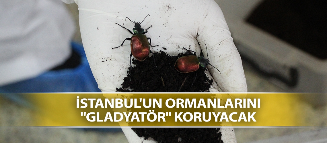 İstanbul'un ormanlarını 