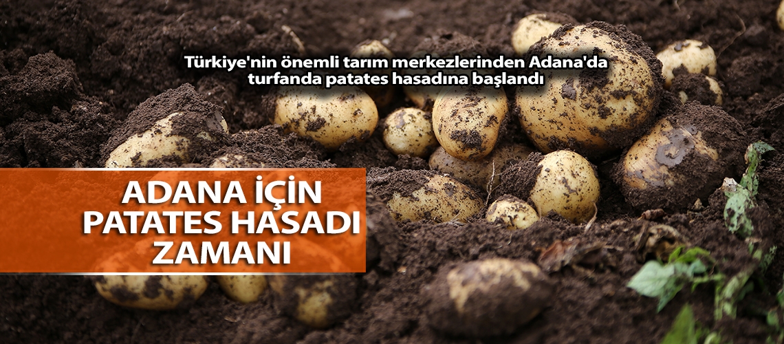 Adana için patates hasadı zamanı
