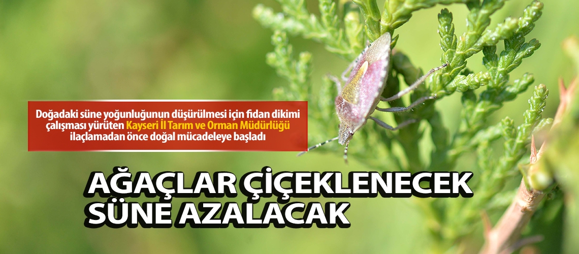Ağaçlar çiçeklenecek süne azalacak