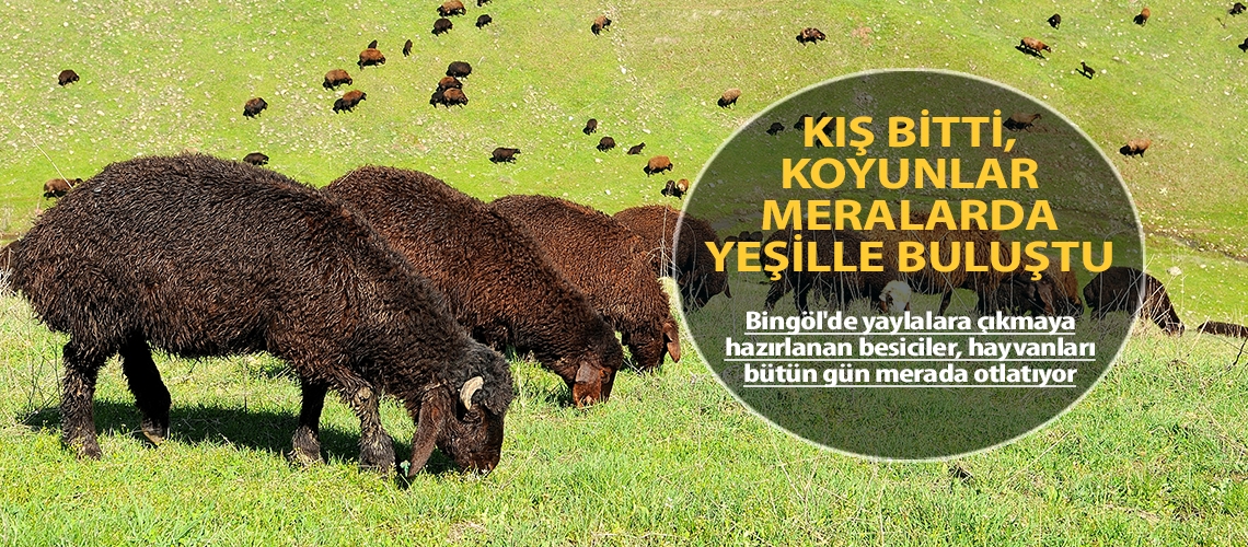 Kış bitti, koyunlar meralarda yeşille buluştu