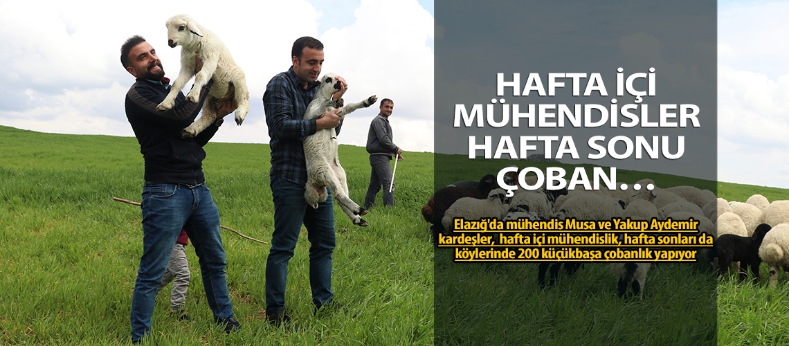 Hafta içi mühendisler hafta sonu çoban…