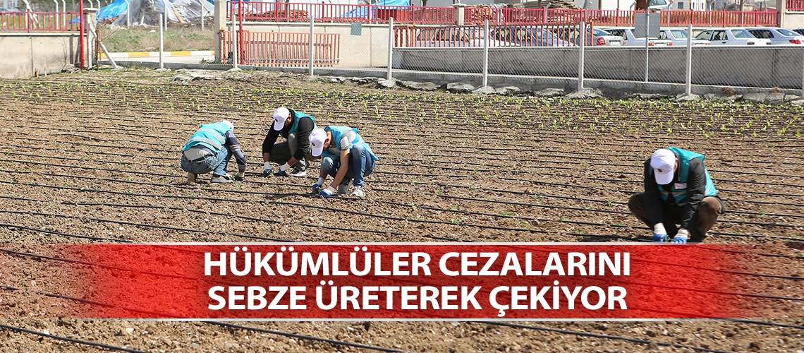 Hükümlüler cezalarını sebze üreterek çekiyor