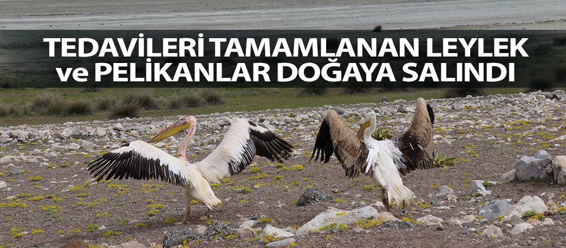 Tedavileri tamamlanan leylek ve pelikanlar doğaya salındı