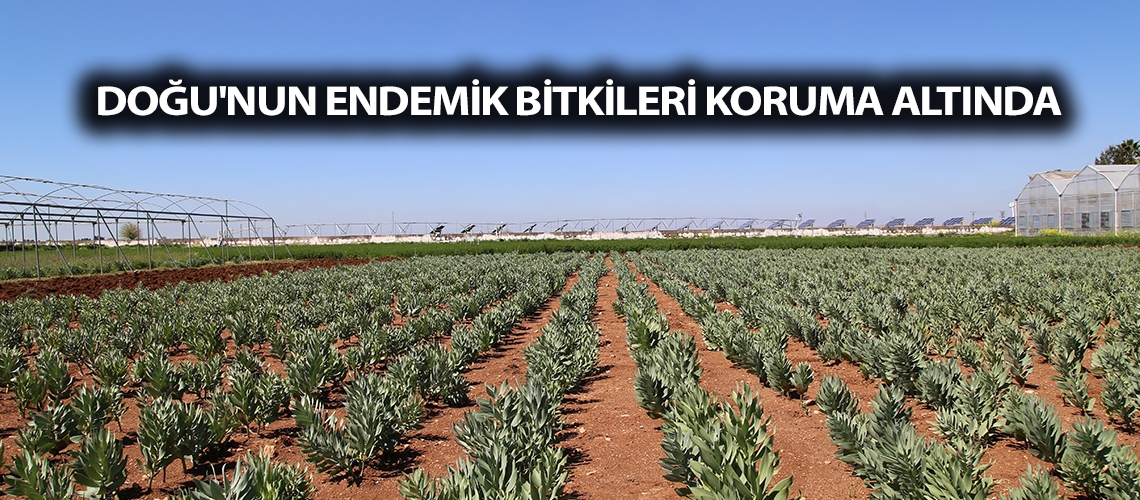 Doğu'nun endemik bitkileri koruma altında