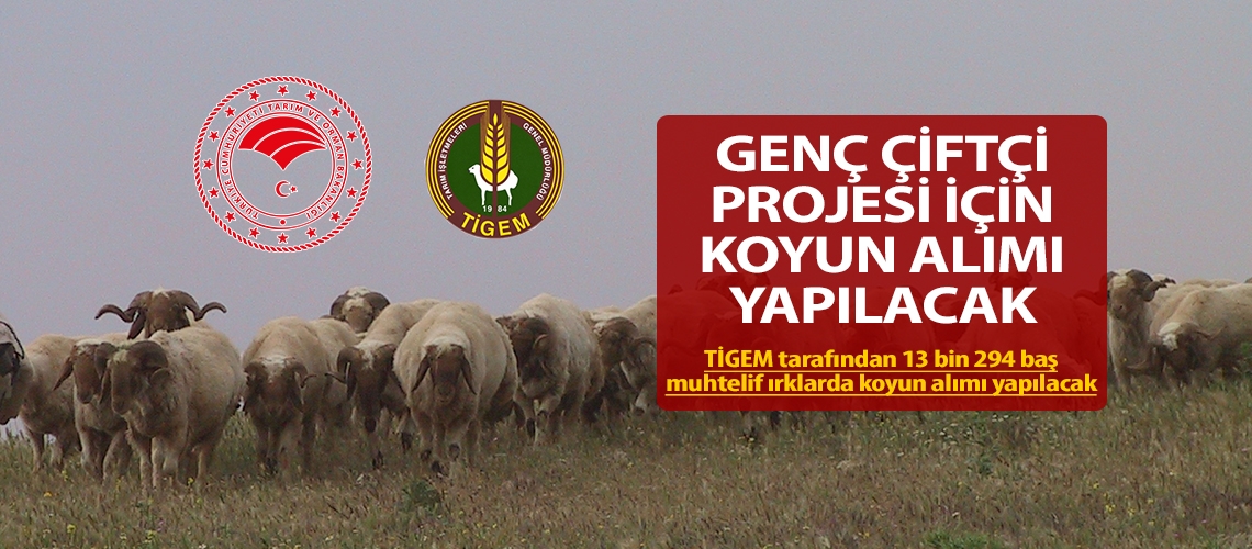 Genç Çiftçi Projesi için koyun alımı yapılacak
