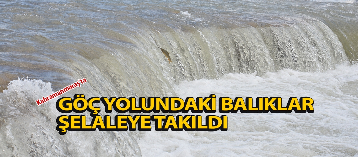 Göç yolundaki balıklar şelaleye takıldı
