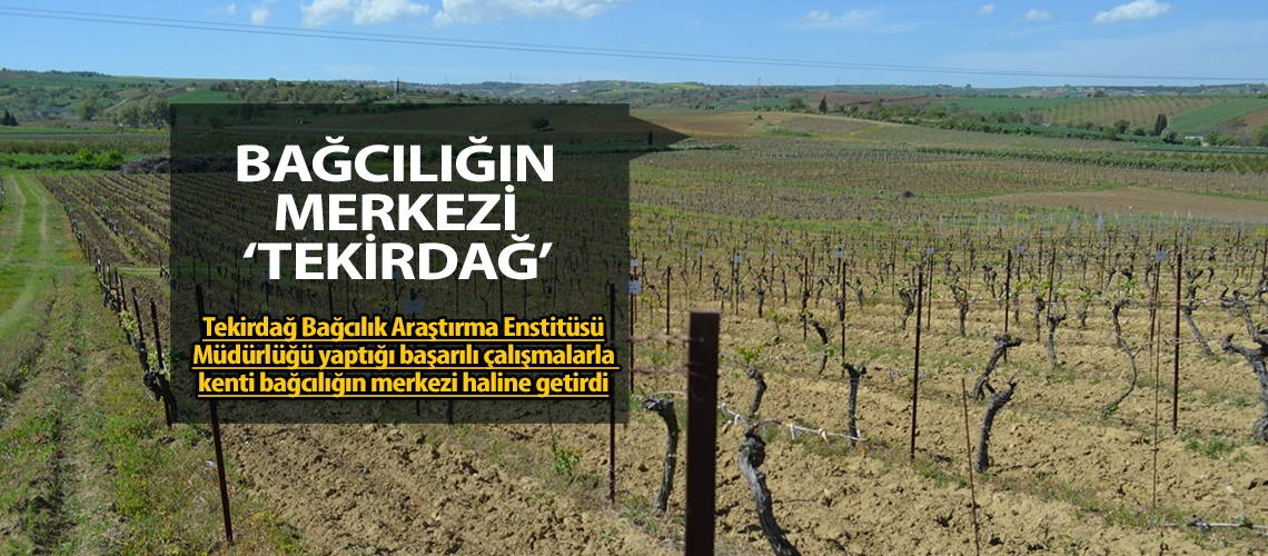 Bağcılığın merkezi 'Tekirdağ'