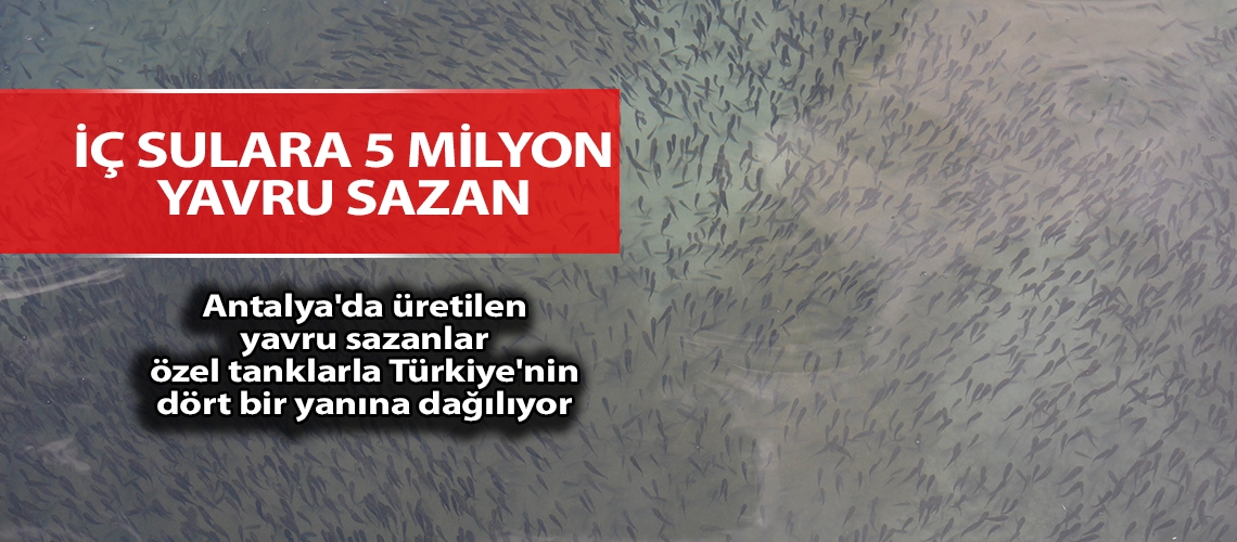 İç sulara 5 milyon yavru sazan