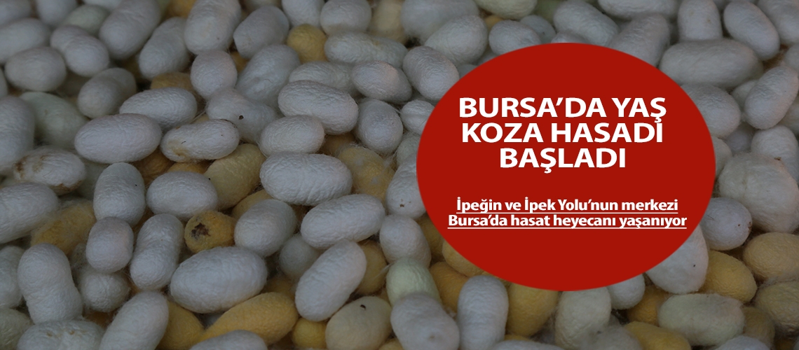 Bursa’da yaş koza hasadı başladı