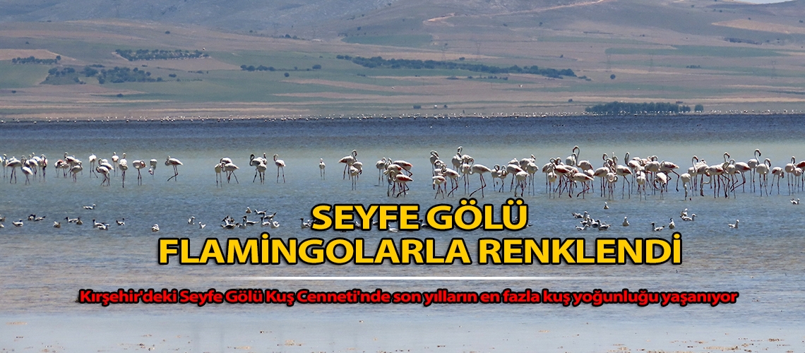 Seyfe Gölü flamingolarla renklendi
