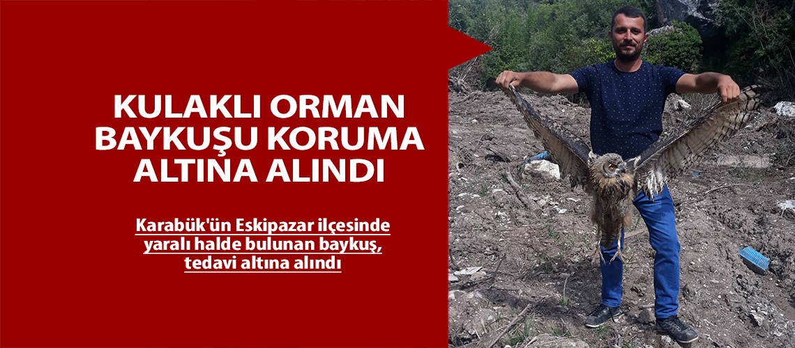 Kulaklı orman baykuşu koruma altına alındı