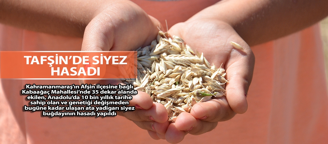 Afşin’de siyez hasadı