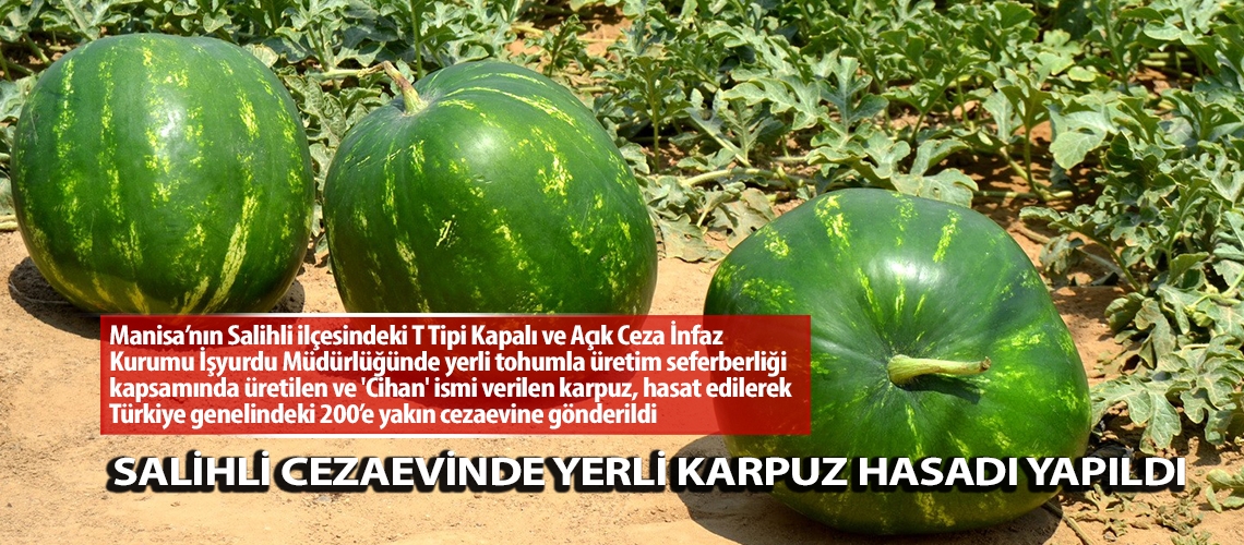 Salihli Cezaevinde yerli karpuz hasadı yapıldı