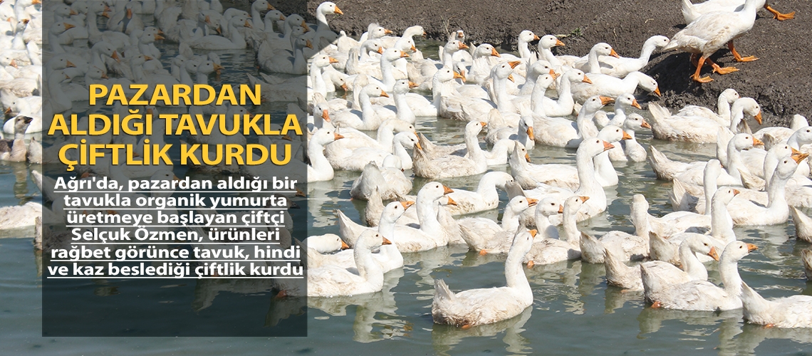 Pazardan aldığı tavukla çiftlik kurdu
