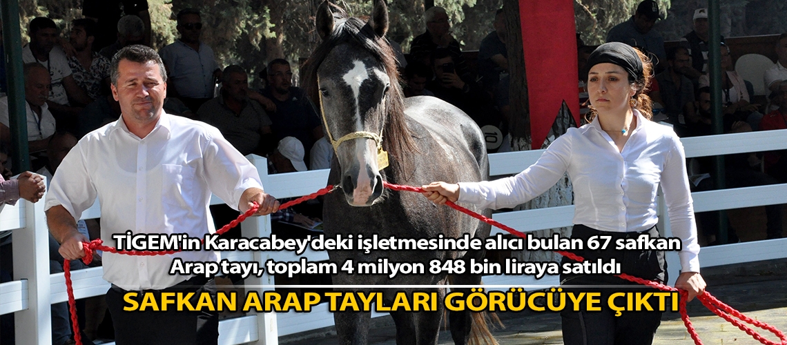 Safkan Arap tayları görücüye çıktı